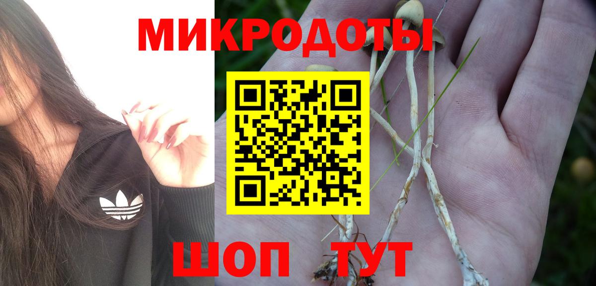 закладка  Псилоцибиновые грибы Magic Shrooms  Краснодар  Псилоцибиновые грибы Psilocybine cubensis 
